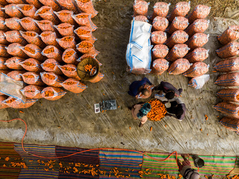 Singair, Bangladesh - 23 January 2026: Aerial view of farmers sorting and packing fresh carrots into plastic bags at a local market in Singair, Bangladesh.