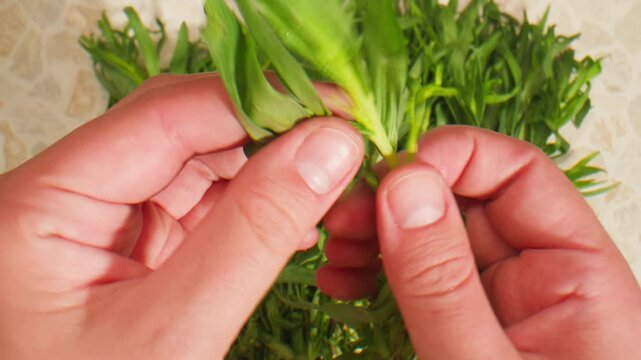 Tarragon leaves, bunch of tarragon on kitchen chef cooking dinner, middle eastern greens close up, macro. 