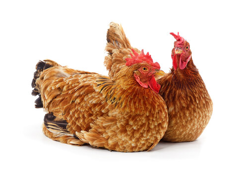 Two brown hens sitting together isolated on a white background.