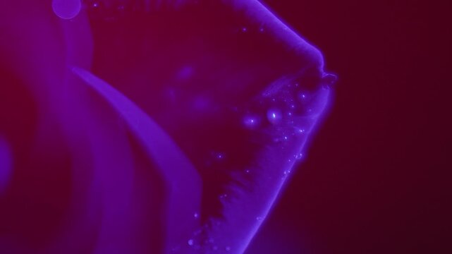 Flower,Red,Blue,Rose,Petals,
Water Droplets,Light and Dark,
Flickering,FI,FO,Soft Focus,C-UP,HS