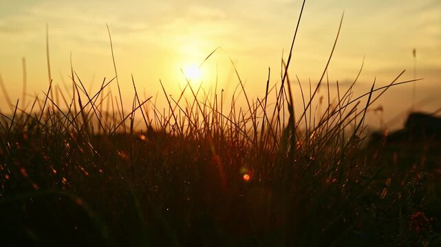 Low angle tracking shot of backlit grass silhouettes at sunset