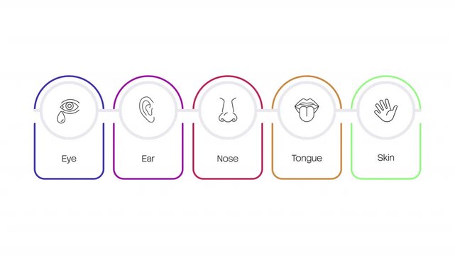 Human sensory perception animated infographic with line icons. Holistic wellness and somatic biology. Human senses. Clean flat motion graphic 5 step layout with outline elements animation