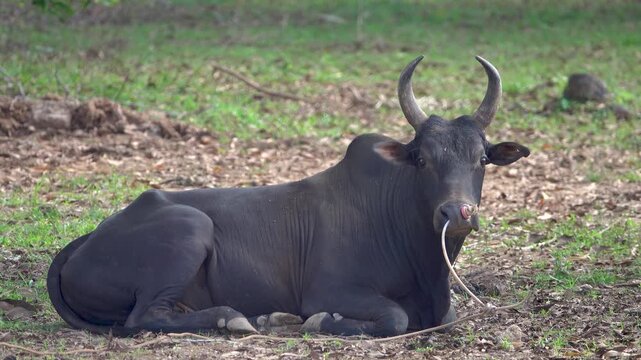 A breed of zebu cow with lyre-shaped horns. Thailand