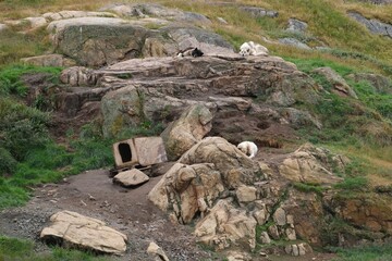 Greenland dogs in the "Dog City" of Sisimiut, Greenland, Denmark. © Iwona