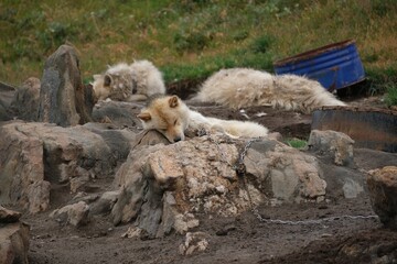 Greenland dogs in the "Dog City" of Sisimiut, Greenland, Denmark. © Iwona