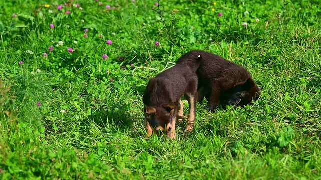 Two small puppies playing in green grass