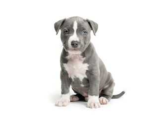 Fototapeta premium Cute gray and white pitbull puppy sitting on white background