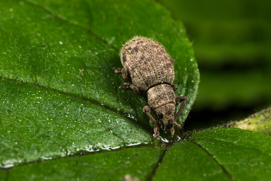 Close-up of Otiorhynchus ligustici weevil on green leaf, detailed shot of broad-nosed weevil in nature