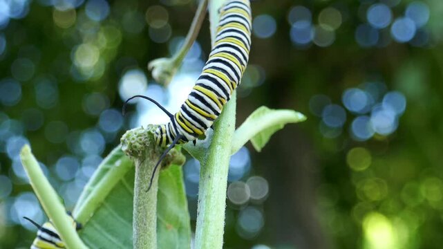 Monarch butterfly caterpillar crawling and searching on milkweed plant