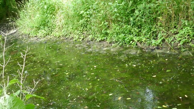 Bubbling salt spring overgrown with algae and swarming insects
