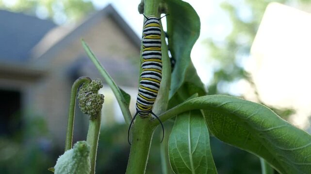 Monarch butterfly caterpillar twitching and flicking on milkweed plant in wind