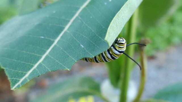 Monarch butterfly caterpillar moving mouth then searching and moving on