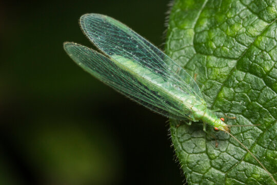 Delicate green lacewing macro, Chrysopa formosa on textured leaf