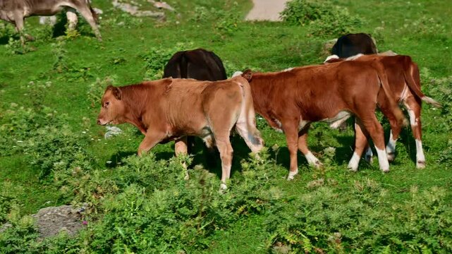 Small herd of calves grazing on a green hillside