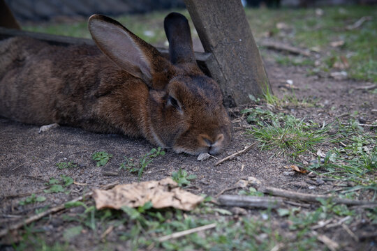 Un lapin de Garenne qui dort 