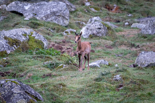 Un petit isard curieux dans les Pyr&eacute;n&eacute;es