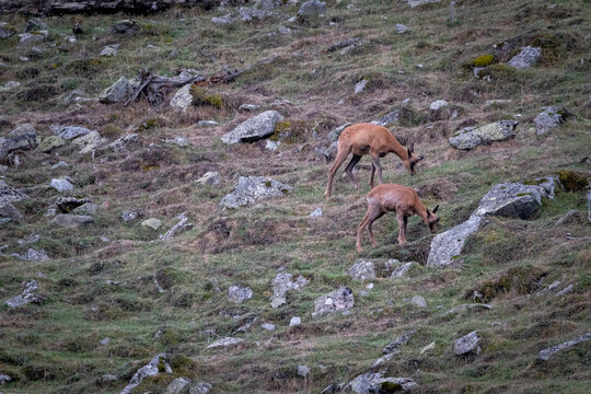 Petits isards qui mangent dans les Pyr&eacute;n&eacute;es 