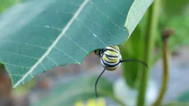 Monarch butterfly caterpillar eating bottom of milkweed leaf
