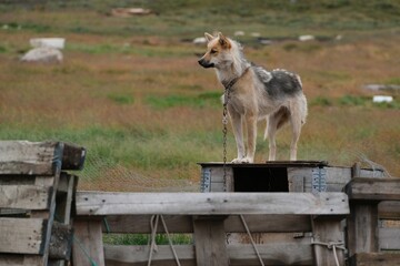 Greenland dogs in the "Dog City" of Sisimiut, Greenland, Denmark. © Iwona