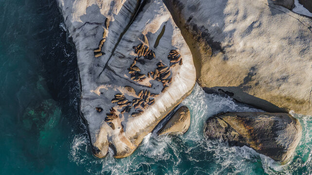 Cape Town, South Africa - 07 September 2026: Aerial view of a colony of seals resting on the large granite rocks of Camps Bay, surrounded by the turquoise waters of the Atlantic Ocean.