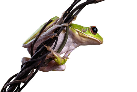 dumpy frog on a tree branch