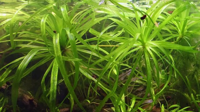 Stratiotes aloides plant propagation by runners, aquatic vegetation in planted Dutch style aquascape, Melanotaenia praecox fluorescent rainbowfish, low pH and tannin stained water, mental relax