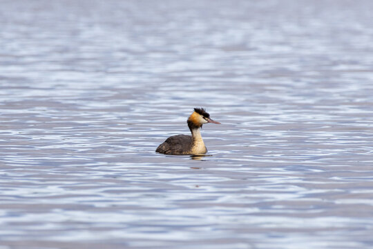 Great crested grebe swimming in the calm water of a lake