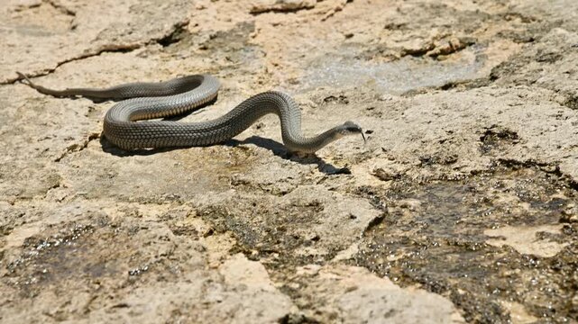 Grey snake slithering across rocky ground with puddles
