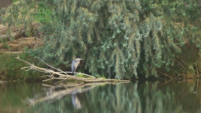 Great Blue Heron Perched by Pond Slow Zoom In