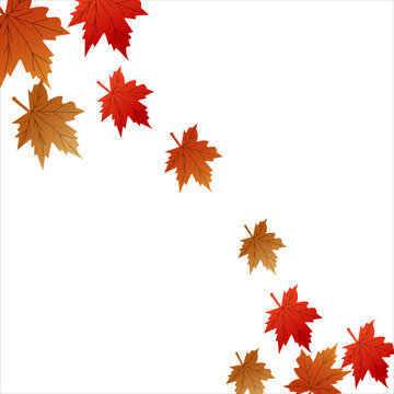 Autumn Maple Leaves Border with Colorful Fall Foliage on White Background Vector for Thanksgiving Design. Resizable and editable, EPS 10.