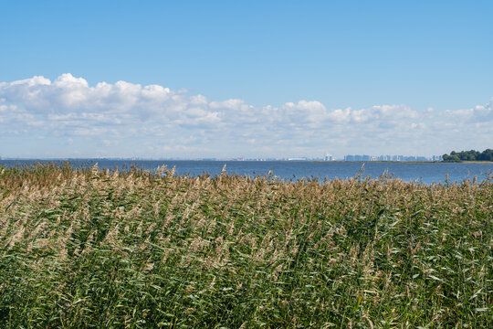 Dense common reed texture background. Full frame wild phragmites australis cane thicket pattern. Green and brown wetland plants backdrop