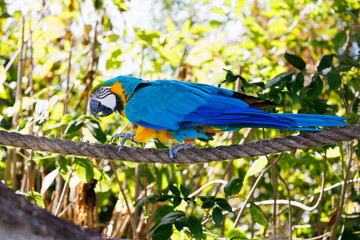 Ara bleu et jaune perché sur une corde dans une lumière naturelle vive, entouré d'une végétation tropicale luxuriante. © InestDjo