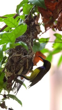 Olive-backed sunbird building its hanging nest among green leaves in nature, wildlife video frame.