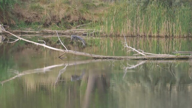 Great Blue Heron Walking Across Log in Slow Motion
