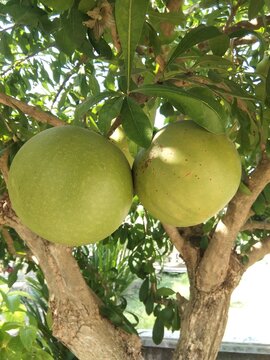 Buah maja