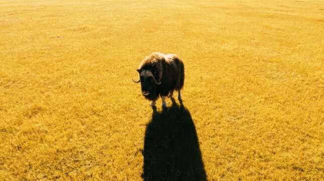 Musk ox standing alone in a vast golden field with a long shadow cast by the bright sun, concept of solitude and wilderness
