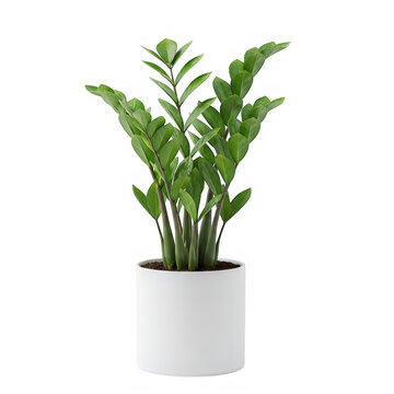 Green zamioculcas plant in a simple white ceramic pot for home decor