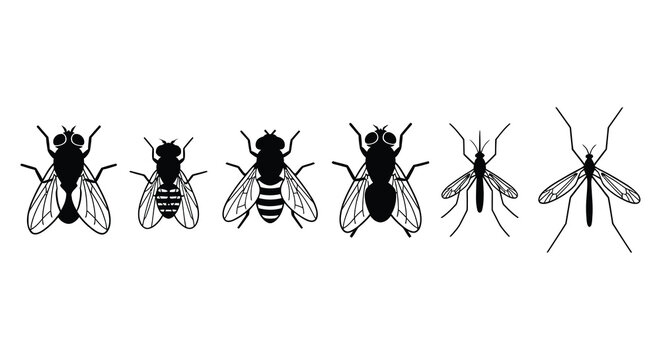 Collection of black silhouette fly insects on a white background
