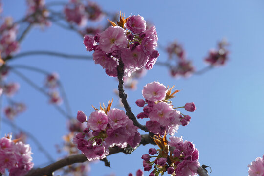Zierkirschen in voller Bl&uuml;te im Fr&uuml;hling