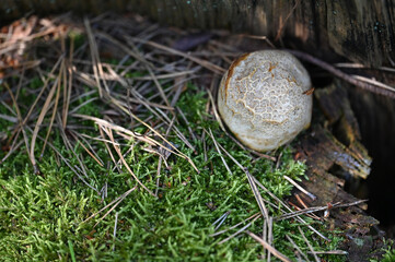Mushrooms © Viktoriia Pletska