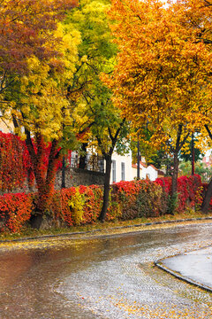 area of the old city center with lantern near wall in colorful foliage. deciduous trees in autumn reflecting on the wet street