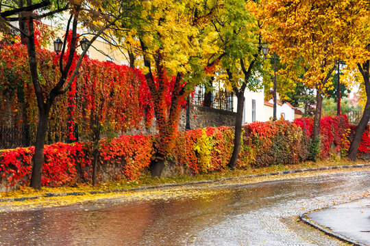 area of the old city center with lantern near wall in colorful foliage. deciduous trees in autumn reflecting on the wet street