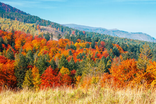 beautiful view of Ukraine countryside. sunny afternoon. wonderful autumn landscape in mountains. grassy field and colorful forest. outdoor scenery for remote adventure