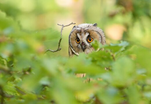 Long-eared owl (Asio otus)