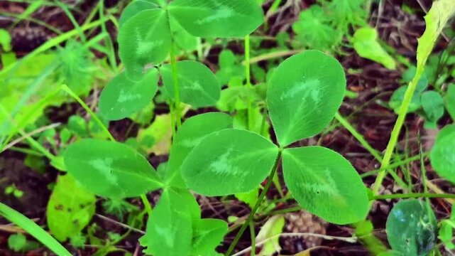 Close-up of bright green clover trefoils leaves (Trifolium repens) in nature, symbol of good luck and St. Patrick's Day.