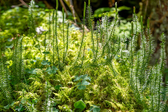 Forest clubmoss (Spinulum annotinum) as a beautiful nature background image, photographed along a hiking trail in the Innerpflersch Valley.
