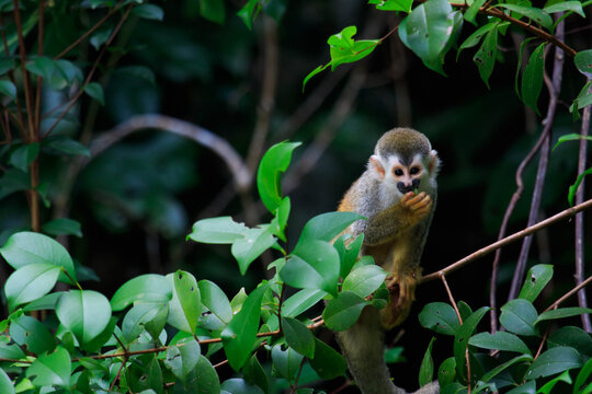 Central American squirrel monkey perched among tropical vegetation in Costa Rica, a species native to the Pacific forests of the country.