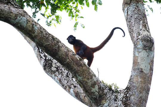 Mantled howler monkey perched on a tree branch in Costa Rica, known for its powerful calls and important role in tropical forest ecosystems.
