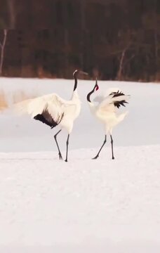 Winter Cranes: Elegant Dancers in the Snow Red-Crowned Cranes Dancing on Snow-Covered Ground in a Winter Forest 