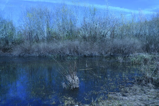 Bare trees reflecting in calm wetland pond at dusk, Jackson Bottom Wetlands, Oregon